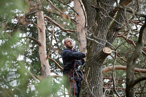 Best Emergency Tree Removal  in Gregory, SD